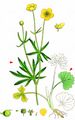 Goldilocks Buttercup - Ranunculus auricomus coll. 