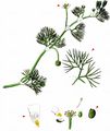 Thread-Leaved Water-Crowfoot - Ranunculus trichophyllus Chaix