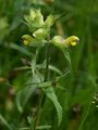Zottiger Klappertopf - Rhinanthus alectorolophus (Scop.) Pollich