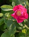 Red Rose Of Lancaster - Rosa gallica L.