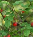 Sweet-Briar - Rosa rubiginosa L.
