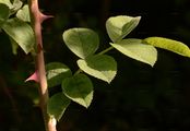 Harsh Downy-Rose - Rosa tomentosa Sm.