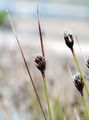 Black Bog-Rush - Schoenus nigricans L.
