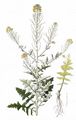 Loesels Rauke - Sisymbrium loeselii L.