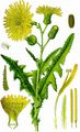 Acker-Gänsedistel - Sonchus arvensis L.