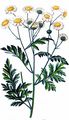 Feverfew - Tanacetum parthenium (L.) Sch. Bip.