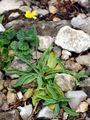 Umbrella Milkwort - Tolpis staticifolia (All.) Sch. Bip.