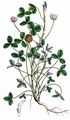 Erdbeer-Klee - Trifolium fragiferum L.