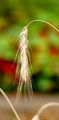 Bread Wheat - Triticum aestivum L.