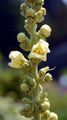 Windblumen-Königskerze - Verbascum phlomoides L.
