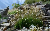 Milchweißer Mannsschild - Androsace lactea L.