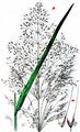 Loose Silky-Bent - Apera spica-venti (L.) P. Beauv.