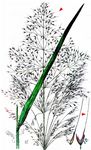 Acker-Windhalm - Apera spica-venti (L.) P. Beauv. 