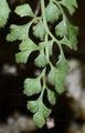 Mauerraute - Asplenium ruta-muraria L.