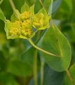 Rundblättriges Hasenohr - Bupleurum rotundifolium L.