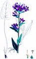 Büschel-Glockenblume - Campanula glomerata L.