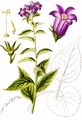 Giant Bellflower - Campanula latifolia L.