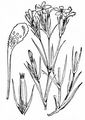 Deptford Pink - Dianthus armeria L.