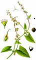 Hecken-Knöterich - Fallopia dumetorum (L.) Holub