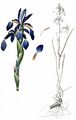 Blue Iris - Iris spuria L.