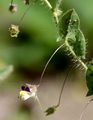 Sharp-Leaved Fluellen - Kickxia elatine (L.) Dumort.
