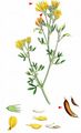 Sickle Medick - Medicago falcata L.