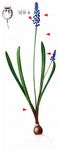 Kleine Traubenhyazinthe - Muscari botryoides (L.) Mill. 