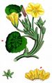 Fringed Water-Lily - Nymphoides peltata (S. G. Gmel.) Kuntze