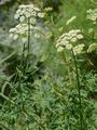 Alsace Hartswort - Peucedanum alsaticum L.