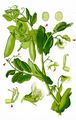 Garden Pea - Pisum sativum L.