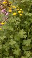 Woolly Buttercup - Ranunculus lanuginosus L.