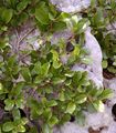 Zwerg-Kreuzdorn - Rhamnus pumila Turra