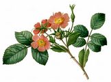 Red-Leaved Rose - Rosa glauca Pourr.