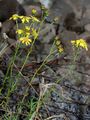 Schmalblättriges Greiskraut - Senecio inaequidens DC.