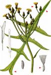 Sumpf-Gänsedistel - Sonchus palustris L. 