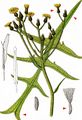 Marsh Sow-Thistle - Sonchus palustris L.