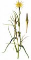 Yellow Goat's Beard - Tragopogon dubius Scop.