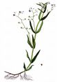 Marsh Speedwell - Veronica scutellata L.