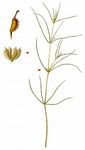 Salz-Teichfaden - Zannichellia pedunculata Rchb. 