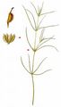  - Zannichellia pedunculata Rchb.