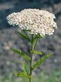 Gewöhnliche Schafgarbe - Achillea millefolium L.