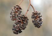 Alder - Alnus glutinosa (L.) Gaertn.