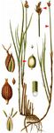 Fadenwurzelige Segge - Carex chordorrhiza L. f. 