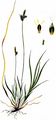 Berg-Segge - Carex montana L.