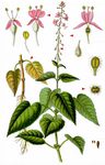 Gewöhnliches Hexenkraut - Circaea lutetiana L. 