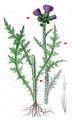 Marsh Thistle - Cirsium palustre (L.) Scop.