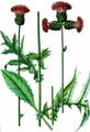 Bach-Kratzdistel - Cirsium rivulare (Jacq.) All.
