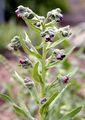 Hound's-Tongue - Cynoglossum officinale L.