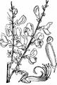 Broom - Cytisus scoparius (L.) Link