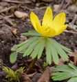 Winter Aconite - Eranthis hyemalis (L.) Salisb.